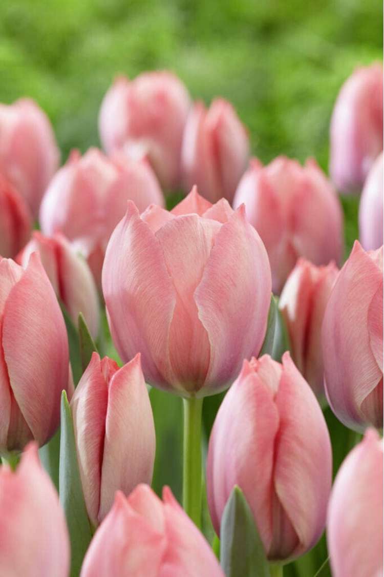 Tulpan ‘Salmon van Eijk’